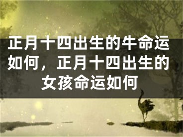 正月十四出生的牛命运如何，正月十四出生的女孩命运如何