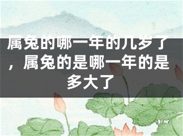 属兔的哪一年的几岁了，属兔的是哪一年的是多大了