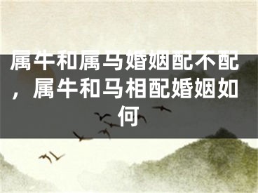 属牛和属马婚姻配不配，属牛和马相配婚姻如何