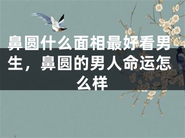 鼻圆什么面相最好看男生，鼻圆的男人命运怎么样