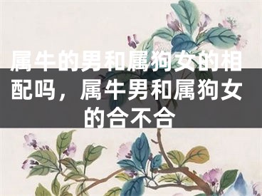 属牛的男和属狗女的相配吗，属牛男和属狗女的合不合