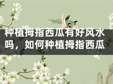 种植拇指西瓜有好风水吗，如何种植拇指西瓜
