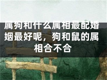 属狗和什么属相最配婚姻最好呢，狗和鼠的属相合不合