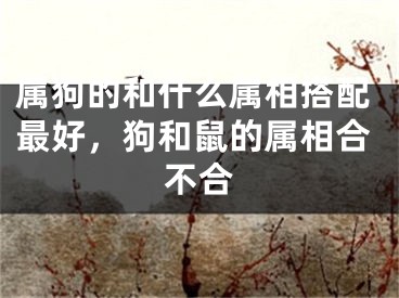 属狗的和什么属相搭配最好，狗和鼠的属相合不合