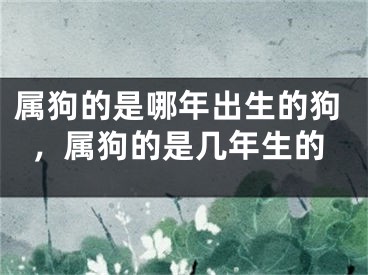 属狗的是哪年出生的狗，属狗的是几年生的