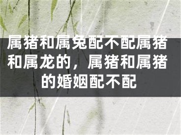 属猪和属兔配不配属猪和属龙的，属猪和属猪的婚姻配不配