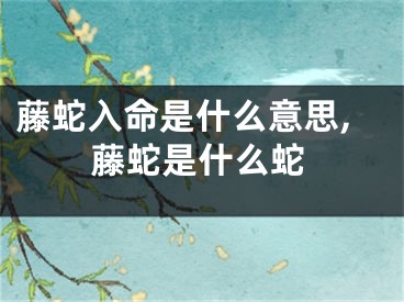 藤蛇入命是什么意思,藤蛇是什么蛇