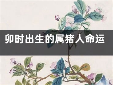 卯时出生的属猪人命运