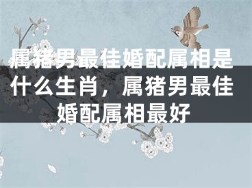 属猪男最佳婚配属相是什么生肖，属猪男最佳婚配属相最好