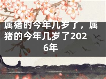 属猪的今年几岁了,属猪的今年几岁了2026年