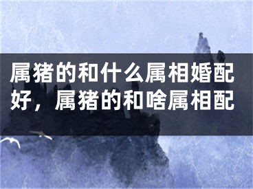 属猪的和什么属相婚配好,属猪的和啥属相配