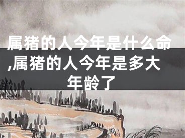 属猪的人今年是什么命,属猪的人今年是多大年龄了