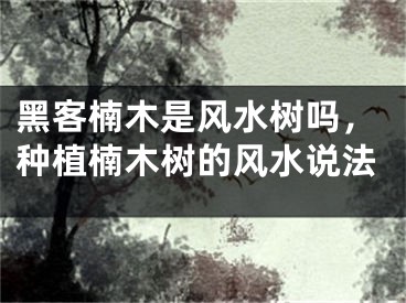黑客楠木是风水树吗，种植楠木树的风水说法