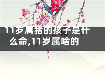 11岁属猪的孩子是什么命,11岁属啥的