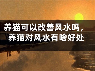 养猫可以改善风水吗，养猫对风水有啥好处