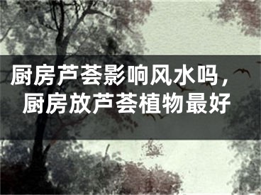 厨房芦荟影响风水吗，厨房放芦荟植物最好