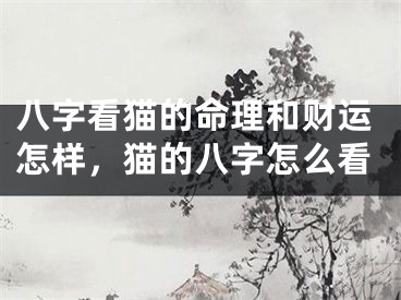 八字看猫的命理和财运怎样，猫的八字怎么看