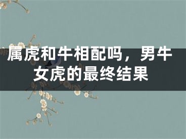 属虎和牛相配吗，男牛女虎的最终结果
