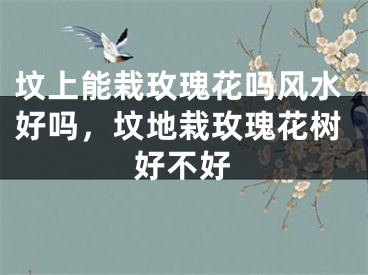 坟上能栽玫瑰花吗风水好吗,坟地栽玫瑰花树好不好