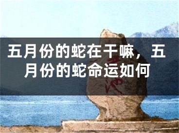 五月份的蛇在干嘛，五月份的蛇命运如何
