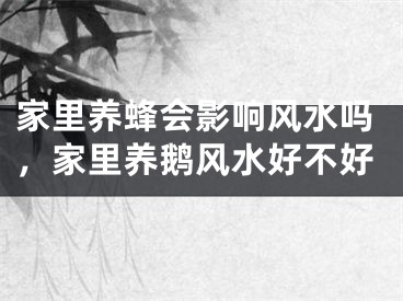 家里养蜂会影响风水吗,家里养鹅风水好不好