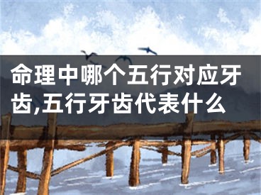 命理中哪个五行对应牙齿,五行牙齿代表什么