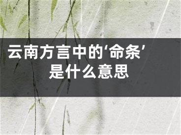 云南方言中的‘命条’是什么意思