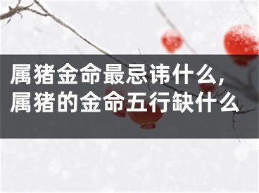 属猪金命最忌讳什么,属猪的金命五行缺什么