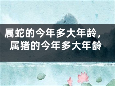 属蛇的今年多大年龄，属猪的今年多大年龄