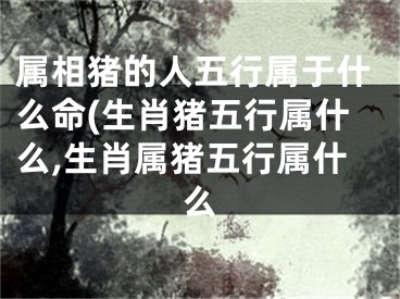 属相猪的人五行属于什么命(生肖猪五行属什么,生肖属猪五行属什么