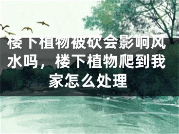 楼下植物被砍会影响风水吗，楼下植物爬到我家怎么处理