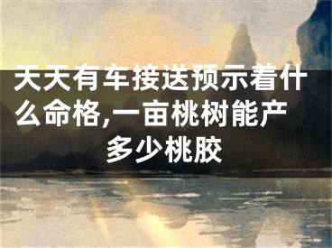 天天有车接送预示着什么命格,一亩桃树能产多少桃胶