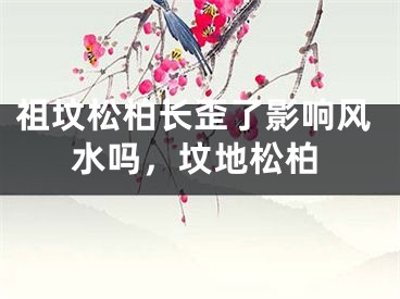 祖坟松柏长歪了影响风水吗,坟地松柏