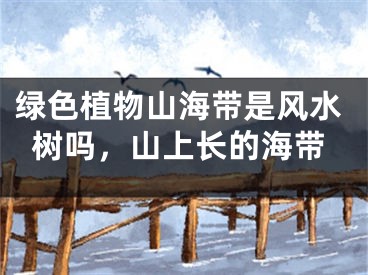 绿色植物山海带是风水树吗,山上长的海带