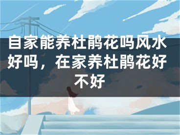 自家能养杜鹃花吗风水好吗，在家养杜鹃花好不好
