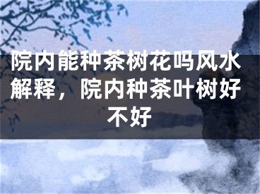 院内能种茶树花吗风水解释，院内种茶叶树好不好