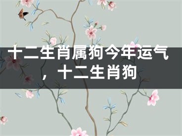 十二生肖属狗今年运气,十二生肖狗